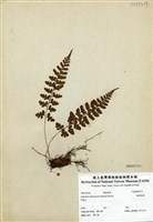 藏品(姬蹄蓋蕨)的圖片